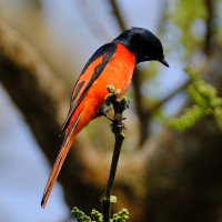 Scarlet Minivet